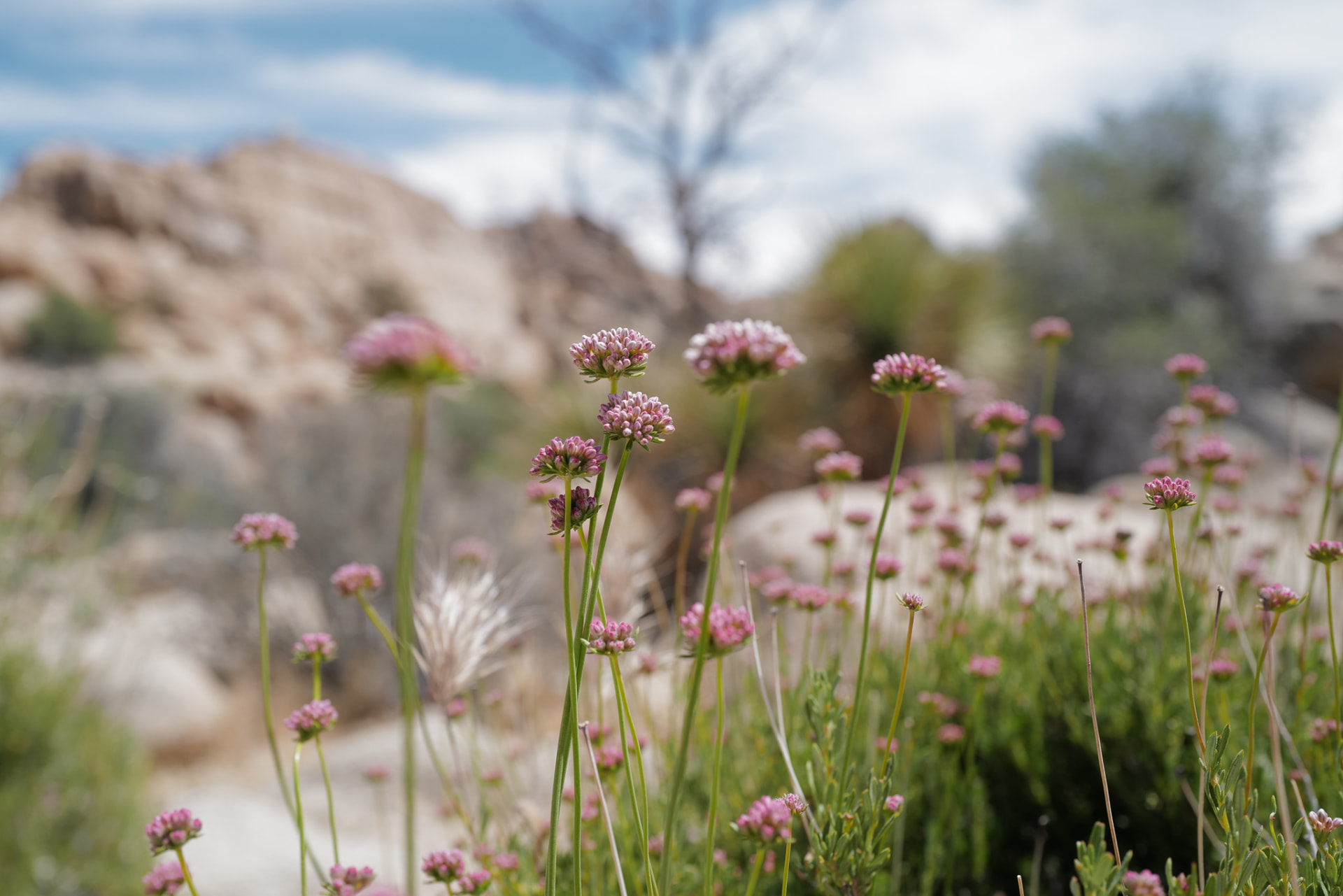 Pink desert buckwheat blooming against blurred boulders
