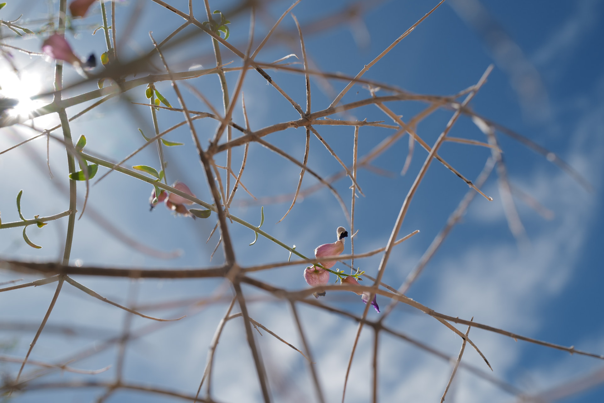 Thin desert branches crossing a bright blue sky, small pink blossoms