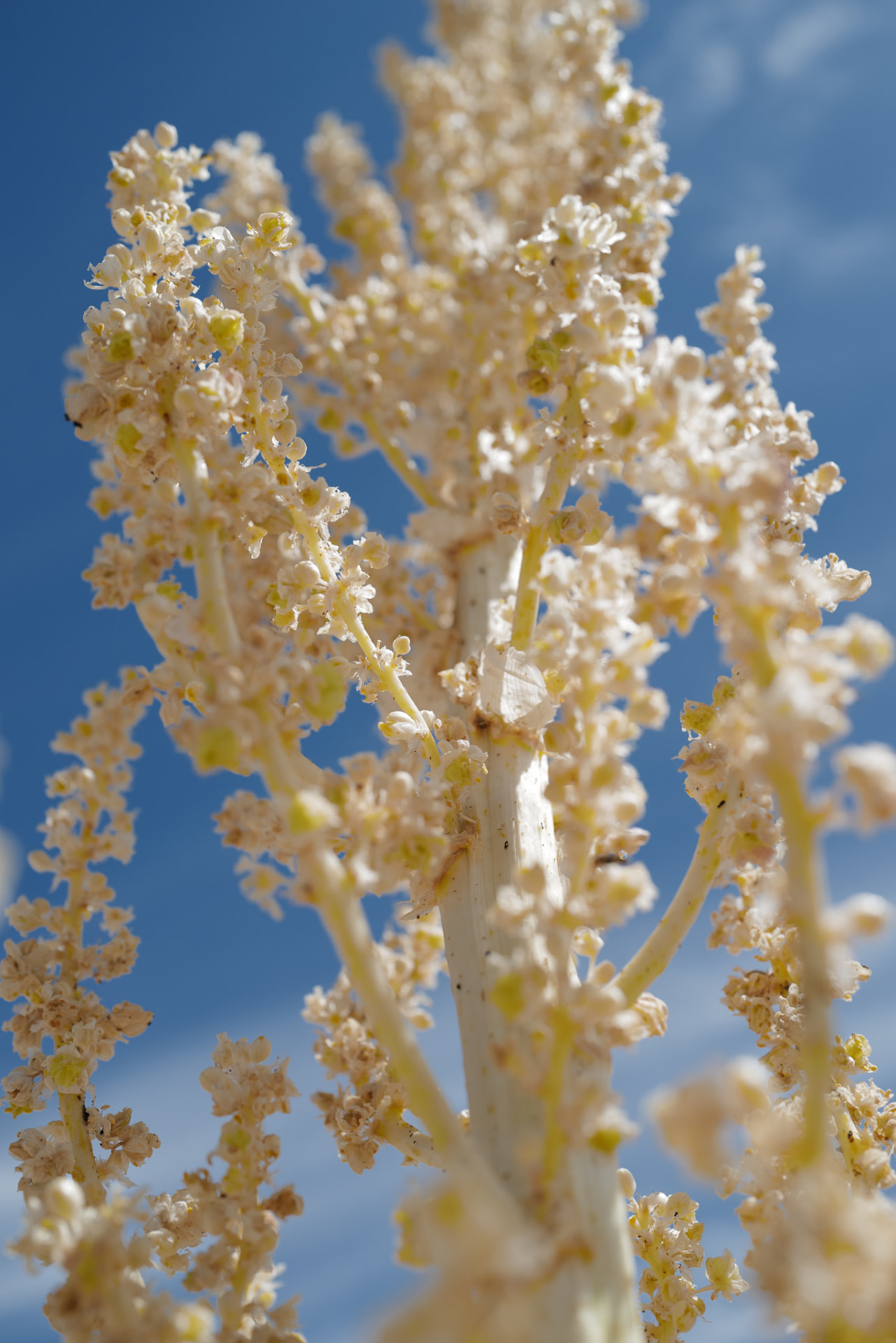 Cream-colored yucca blossoms against a deep blue sky