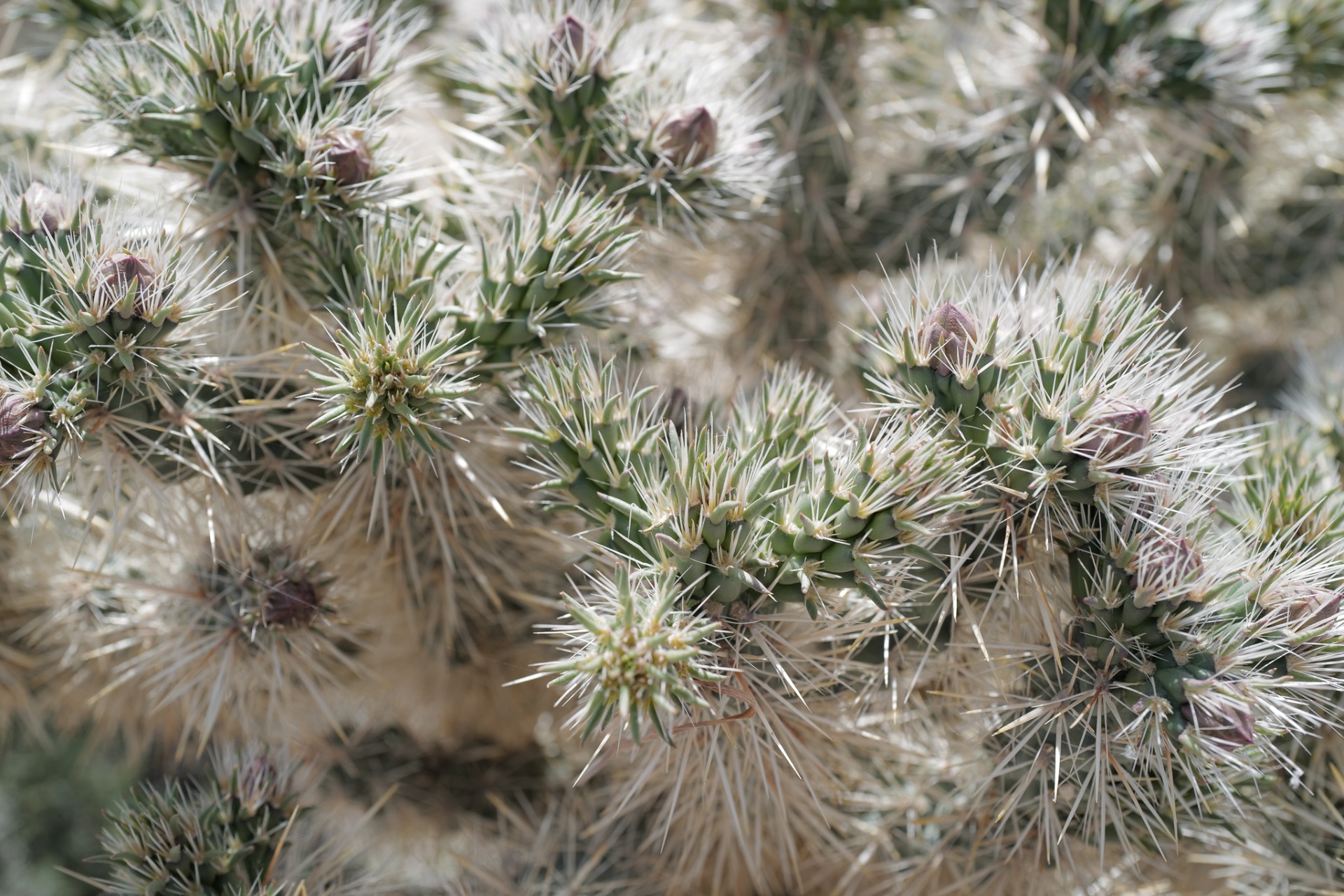 Cholla cactus, Joshua Tree