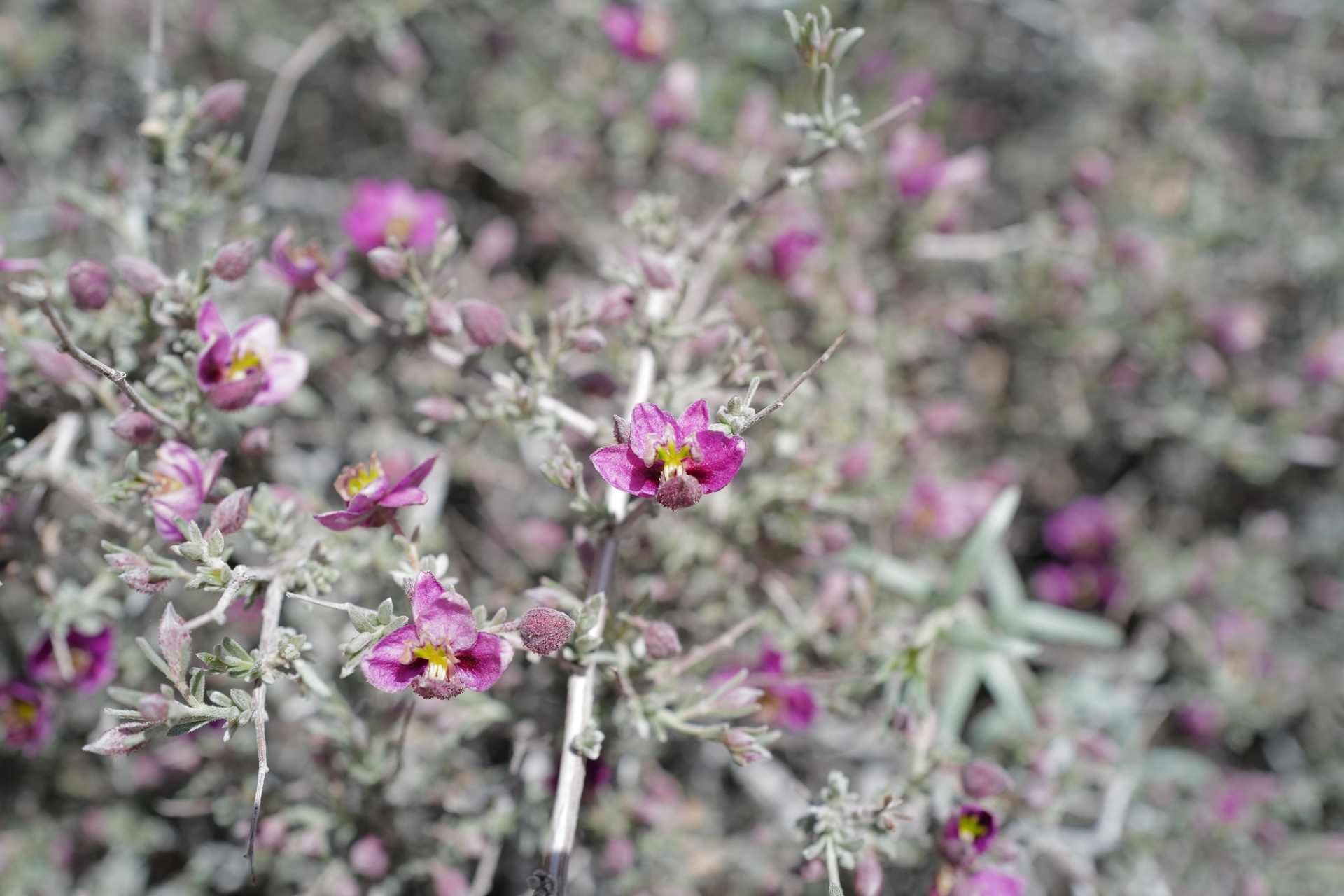 Magenta blossoms among silvered foliage