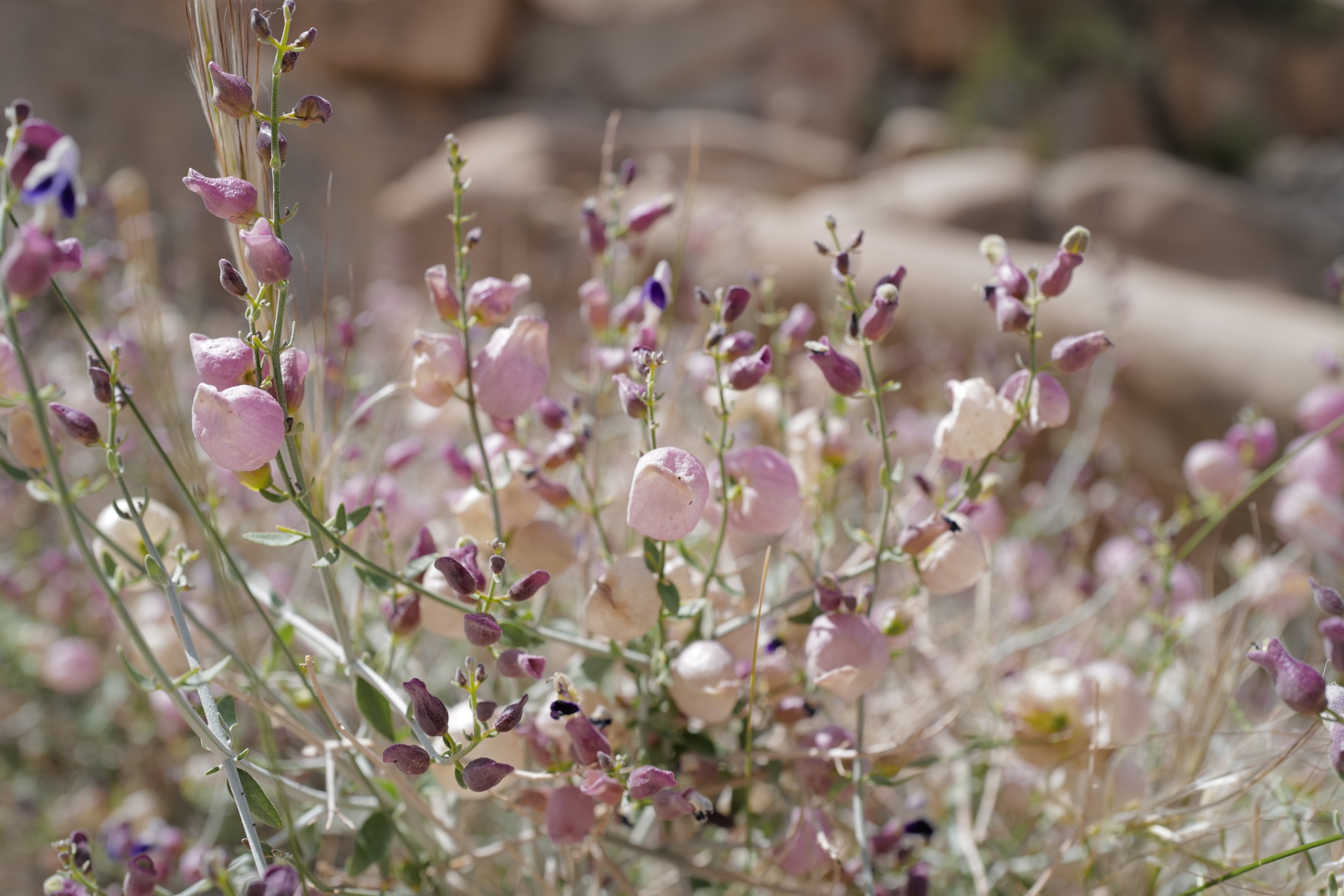 Pale pink seed pods on thin stems