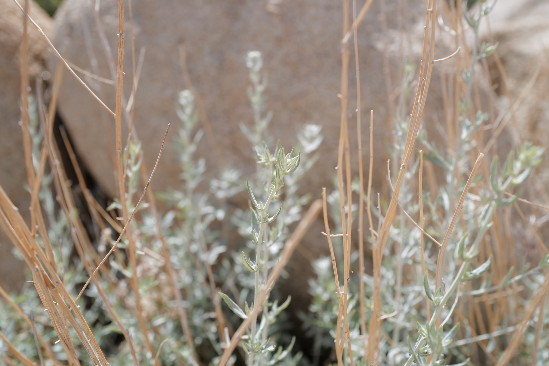 Silver sage and dry stems against granite